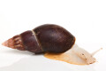 Lissachatina fulica A albino body adult, 13cm